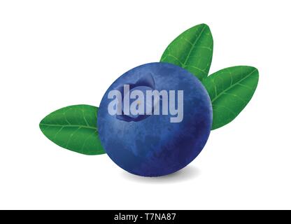 Blueberry isolated on white background. Realistic illustration Stock Vector