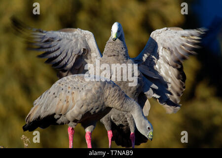 Cereopsis novaehollandiae - Cape Barren Goose, in Tasmania, endemic species. Stock Photo