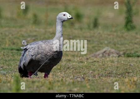 Cereopsis novaehollandiae - Cape Barren Goose, in Tasmania, endemic species. Stock Photo