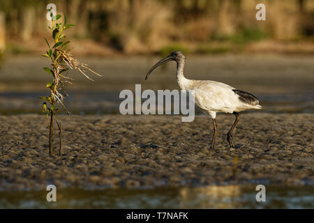 Australian Ibis  - Threskiornis moluccus black and white ibis from Australia looking for crabs during low tide. Stock Photo