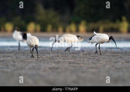 Australian Ibis  - Threskiornis moluccus black and white ibis from Australia looking for crabs during low tide. Stock Photo