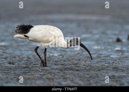 Australian Ibis  - Threskiornis moluccus black and white ibis from Australia looking for crabs during low tide. Stock Photo