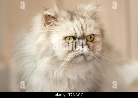 Persian Cat. Old Persian cat looking right. Netherlands Stock Photo