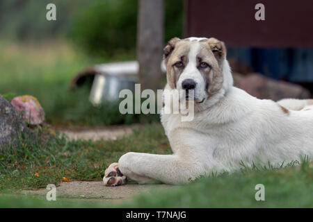 Serious asian dog proudly lies in the yard and safeguard it Stock Photo