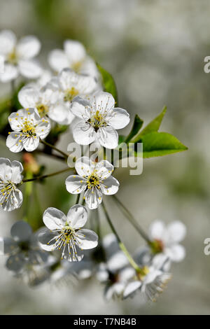 Apple blossom. Stock Photo