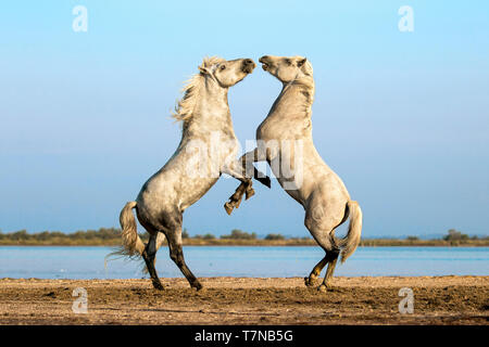 Camargue Horse. Two stallions fighting on a beach. Camargue, France Stock Photo