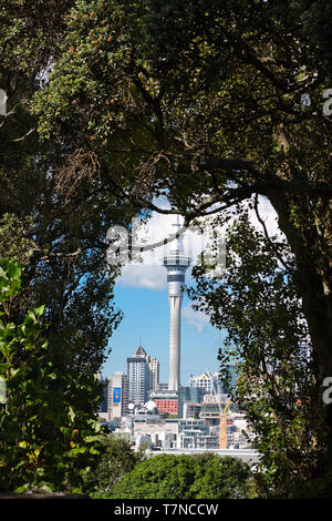 Natural frame of trees revealing Sky Tower in Auckland. Stock Photo