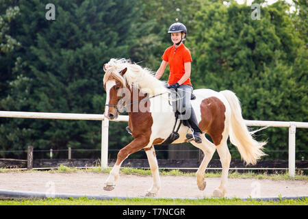 Icelandic Horse. Pinto adult with rider trotting on a riding place. Austria Stock Photo