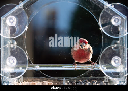 Front of one male red house finch bird perched on plastic glass window feeder in Virginia eating sunflower seeds Stock Photo
