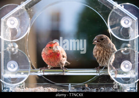 Closeup of two male female red brown house finch birds perched on plastic glass window feeder in Virginia eating sunflower seeds Stock Photo