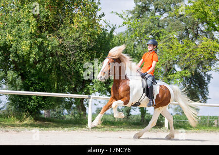 Icelandic Horse. Pinto adult with rider galloping on a riding place. Austria Stock Photo