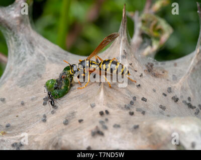 Tent caterpillar nest aka Lackey moth caterpillars, Malacosoma neustria, attacked by paper wasp,Polistes dominula. Insect predation. Macro detail. Stock Photo