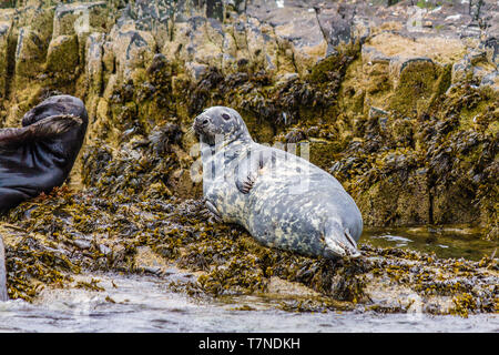 Grey Seal at home on the Farne Islands, Northumberland, UK. May 2018. Stock Photo
