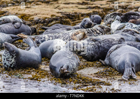 Colony of Grey Seals at home on the Farne Islands, Northumberland, UK. May 2018. Stock Photo