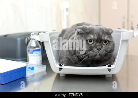 Angry fluffy gray cat awaits reception at the veterinarian in a veterinary clinic sitting in a pet carrier. Examination at the vet doctor. Stock Photo