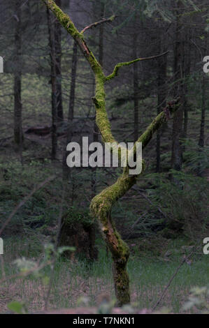 dead tree overgrown with fresh green moss in a dark mysterious forest in bohemian switzerland near jetrichovice in the chech republic Stock Photo