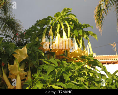 Large Trumpet Flower- Datura-Floripondio shrub in flower against dark sky in Andalusian village Stock Photo