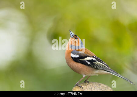 Male chaffinch in Wales in springtime Stock Photo