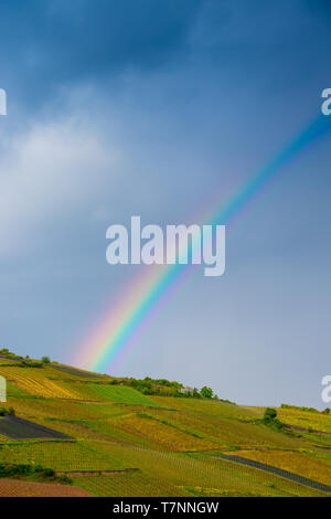 rainbow over vineyard in alsace, france Stock Photo