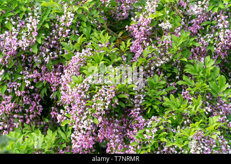 Millettia brandisiana is a perennial plant in the bean family. Purple flowers blooming on the Son Tra peninsula, Da Nang, Vietnam Stock Photo