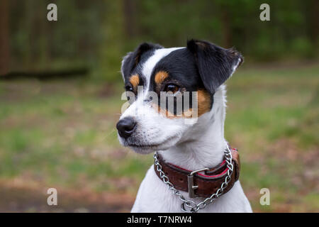 Parson Russell Terrier female dog Stock Photo