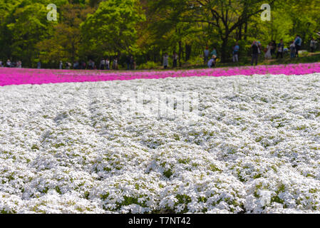 close-up small delicate pink white moss (Shibazakura, Phlox subulata) flowers full blooming on the Ground in sunny spring day. Shibazakura festival Stock Photo