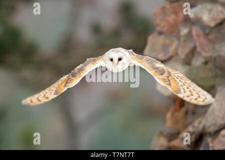Barn owl (Tyto alba) is the most widely distributed species of owl and one of the most widespread of all birds. Stock Photo