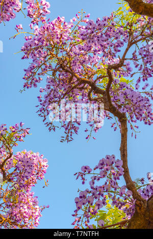 beautiful full bloom of Purple Wisteria blossom trees trellis flowers with a cottage in springtime sunny day, Chichibu city, Saitama Prefecture, Japan Stock Photo