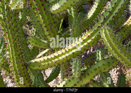 Cactus, succulent plant texture background in sunlight Stock Photo