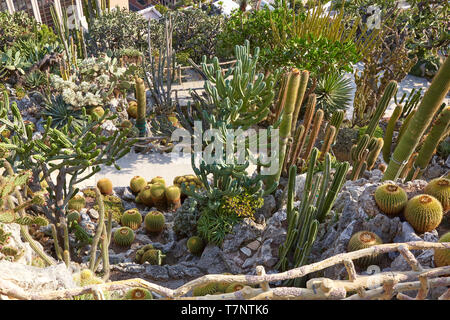 MONTE CARLO, MONACO - AUGUST 20, 2016: The exotic garden path with cactus succulent plants, high angle view in a sunny summer day in Monte Carlo, Mona
