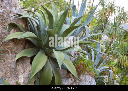 MONTE CARLO, MONACO - AUGUST 20, 2016: The exotic garden, botanical garden with big agave plants in a summer day in Monte Carlo, Monaco. Stock Photo