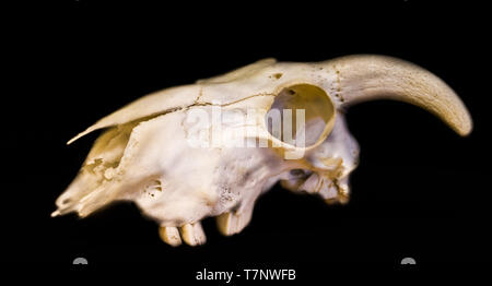 white animal skull with horns isolated on a black background Stock Photo