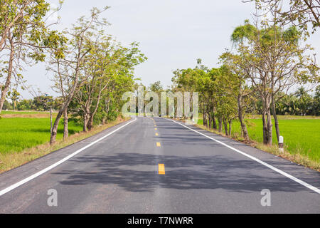 Empty road surrounded by rice fields during a sunny day . Stock Photo