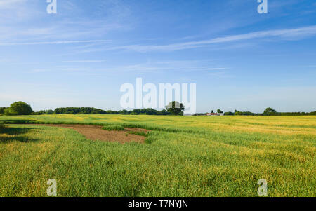 View across field of oats with trees on the horizon under blue sky and wisps of clouds in summer in Beverley, Yorkshire, UK. Stock Photo