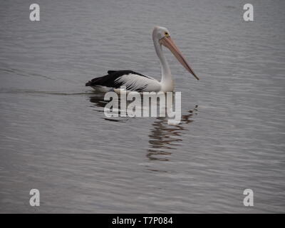 Bird, an Australian Pelican with a wrinkled mirror image reflection of itself in the rippled water as it floats along.  Majestic Stock Photo