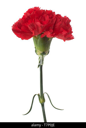 Red carnation flower head isolated on white background Stock Photo