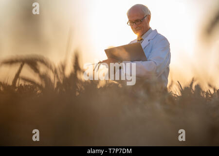 Man doing research on genetically modified grain in wheat field Stock Photo