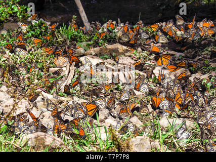 Monarch butterflies. El Rosario Monarch Butterfly Preserve, Mexico. The butterflies migrate yearly from Mexico til USA through four generations Stock Photo