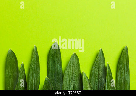 Beautiful snowdrop leaves on color background, space for text Stock Photo
