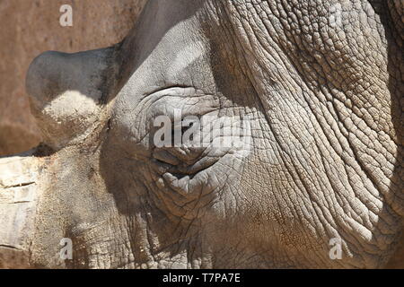 details of the parts of the body of a rhinoceros Stock Photo - Alamy