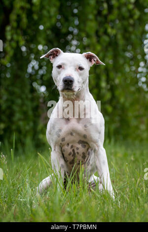 White American Pit Bull Terrier female dog sitting in the meadow Stock Photo