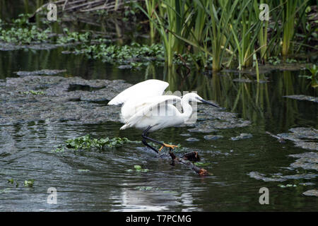 Little Egret trying to balance on a floating branch of a tree. Stock Photo