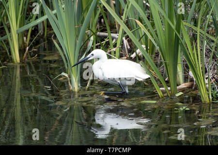 Little Egret wading in water and looking for fish near vegetation at the waters edge. Stock Photo