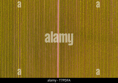 A top-down aerial and semi-abstract view of a field of yellow daffodils set out in rows, Aberdeenshire, Scotland Stock Photo