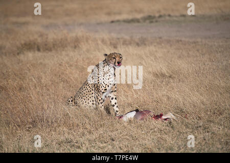 Female cheetah (Acinonyx jubatus) with kill, a Thomson's gazelle