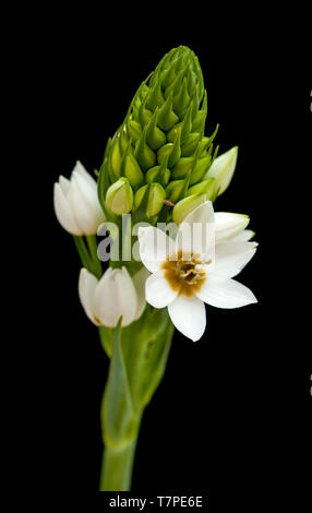 white Ornithogalum flowering spike isolated on black Stock Photo