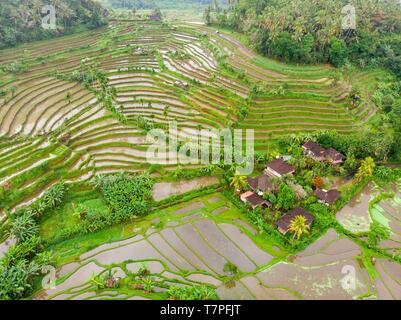 Indonesia, East Bali, Amlapura, Tirta Gangga terraced rice fields (aerial view)