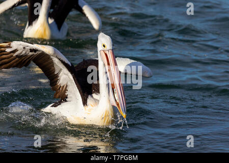 Australian Pelican Eating Caught Fish Stock Photo