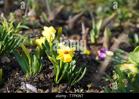 Ladybug sitting on daffodil Stock Photo