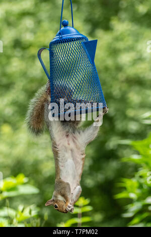An eastern gray squirrel eating seeds from a bird feeder Stock Photo